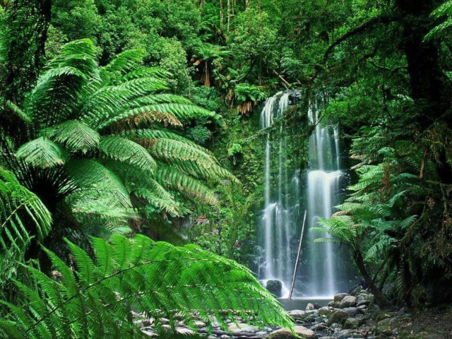 Fondo de pantalla Tropical Forest Waterfall 640x480