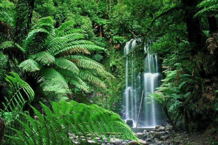 Обои Tropical Forest Waterfall