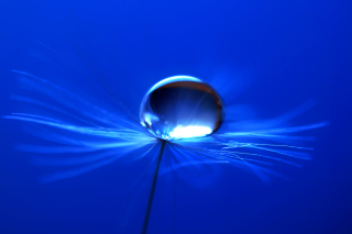 Free Macro Blue Drop HD Picture for Android, iPhone and iPad