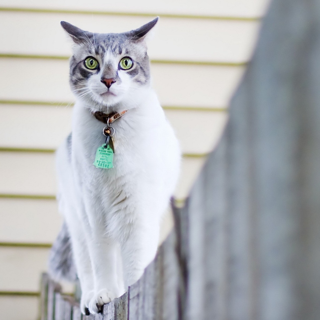 Sfondi Green-Eyed Cat On Fence 1024x1024