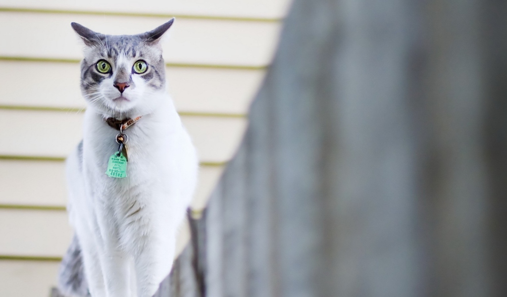 Green-Eyed Cat On Fence wallpaper 1024x600