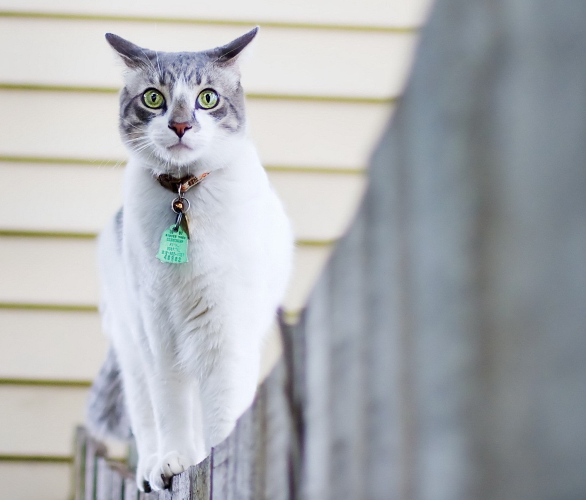 Green-Eyed Cat On Fence wallpaper 1200x1024
