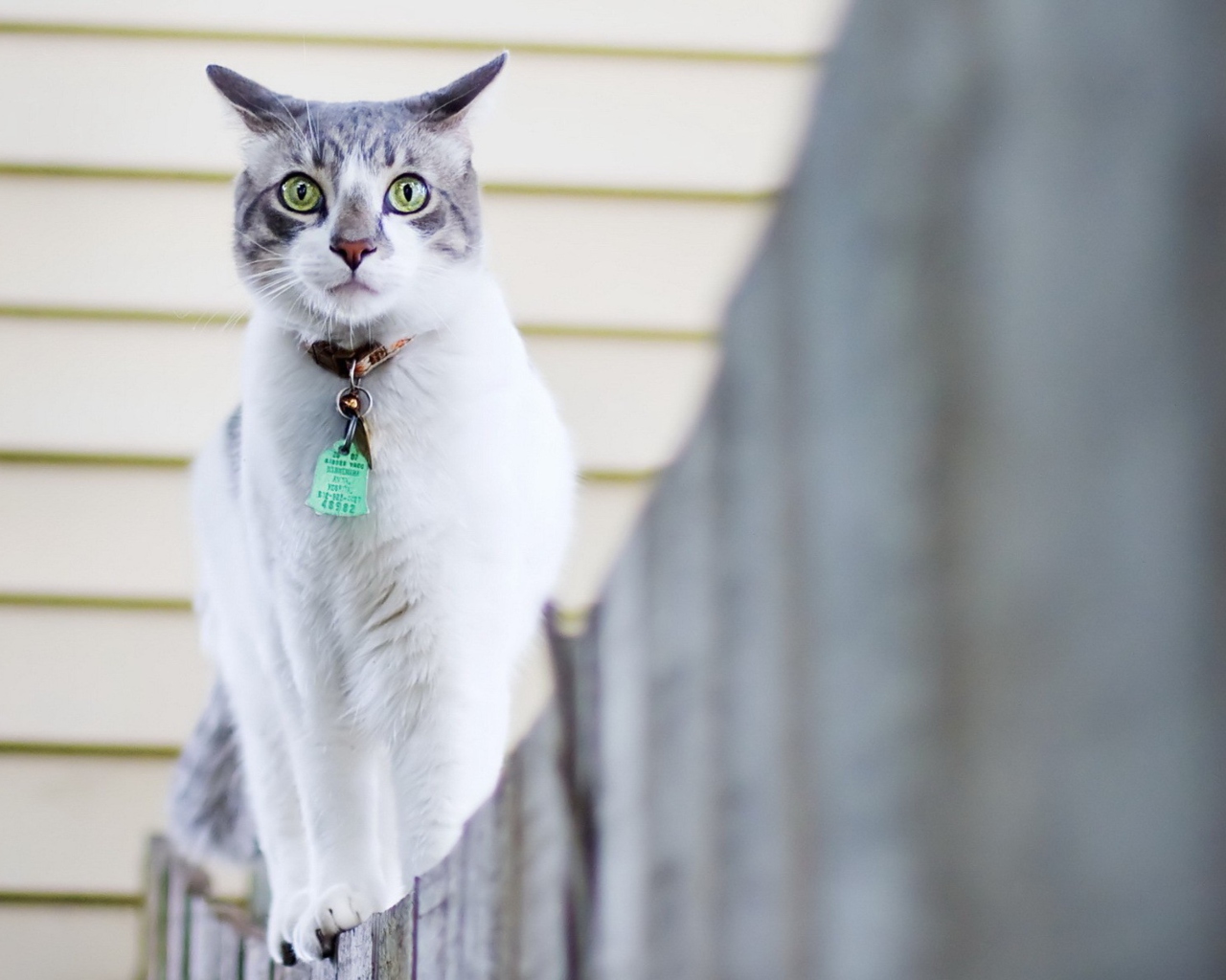 Green-Eyed Cat On Fence wallpaper 1280x1024
