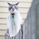 Green-Eyed Cat On Fence wallpaper 128x128