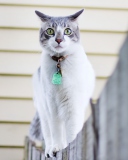 Green-Eyed Cat On Fence wallpaper 128x160