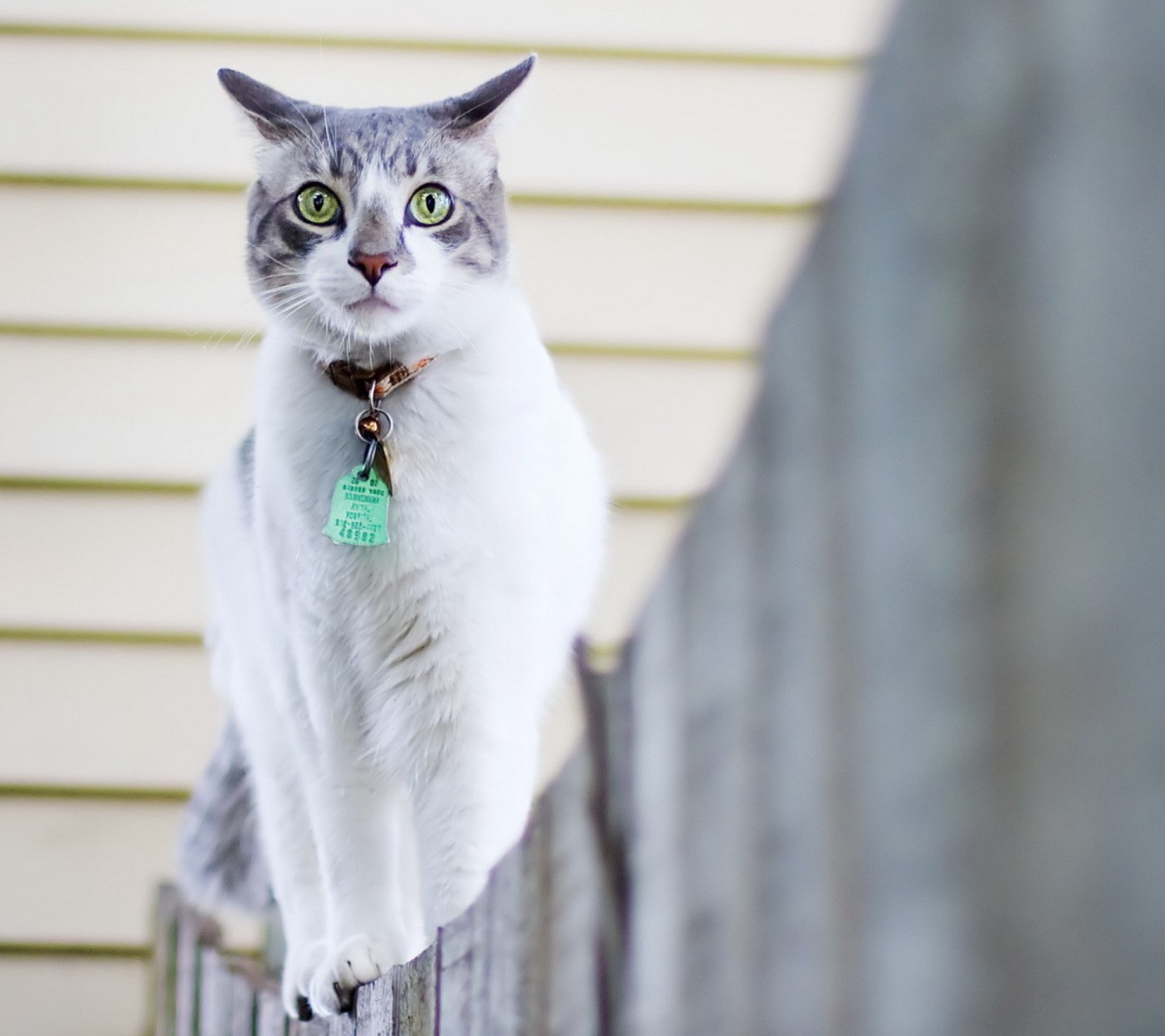 Fondo de pantalla Green-Eyed Cat On Fence 1440x1280