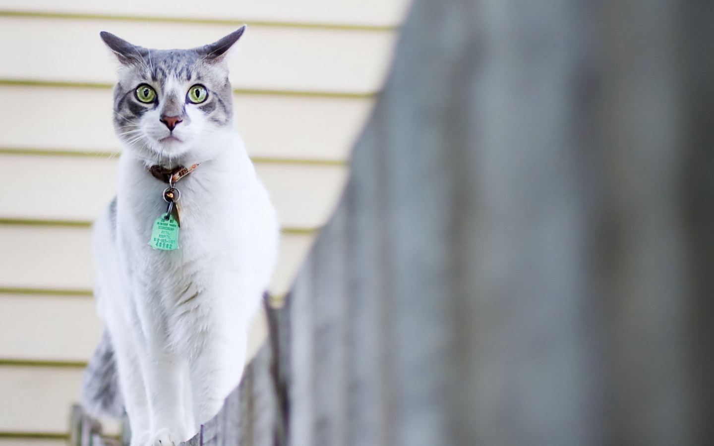 Sfondi Green-Eyed Cat On Fence 1440x900
