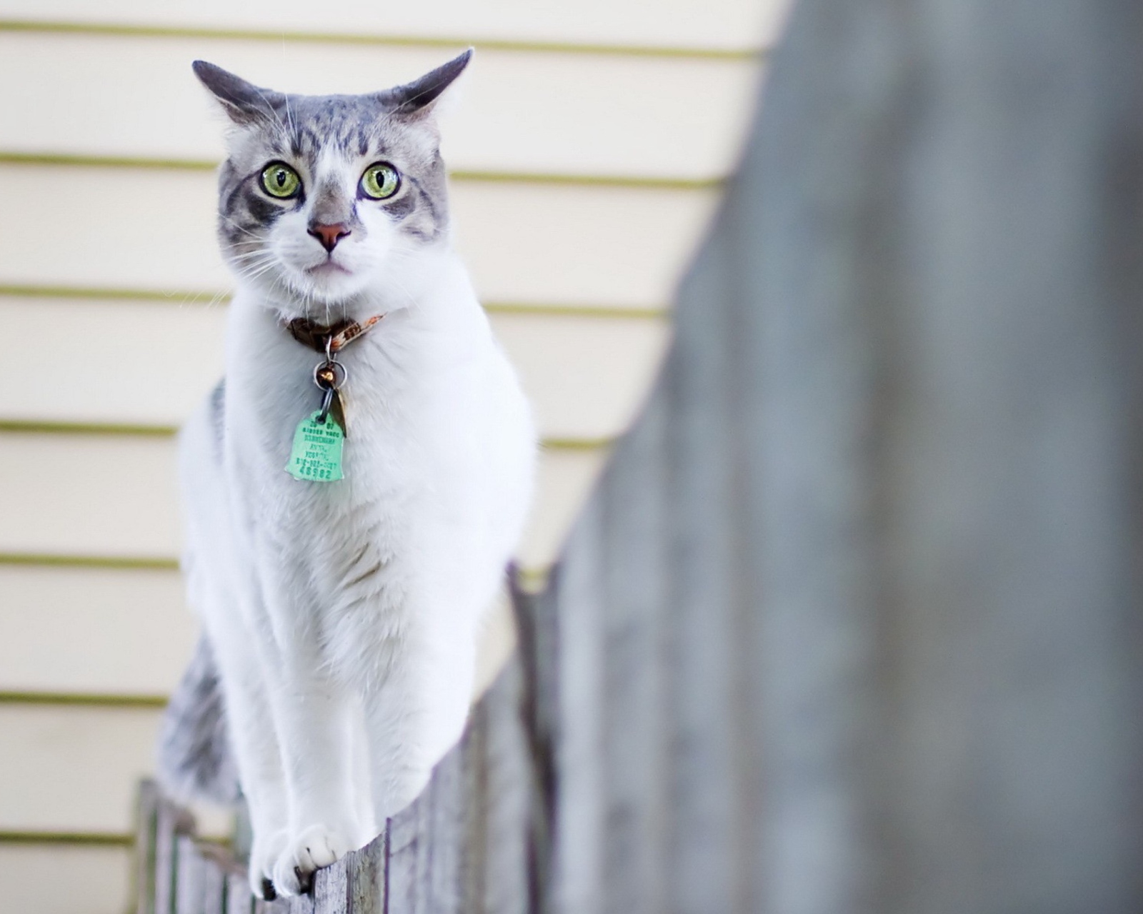 Green-Eyed Cat On Fence screenshot #1 1600x1280