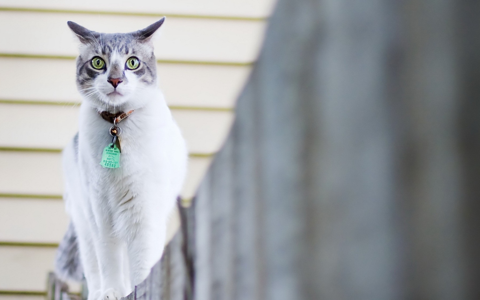 Green-Eyed Cat On Fence wallpaper 1680x1050