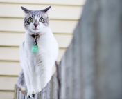 Das Green-Eyed Cat On Fence Wallpaper 176x144