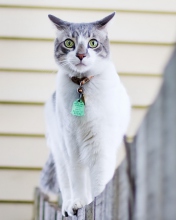 Fondo de pantalla Green-Eyed Cat On Fence 176x220