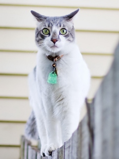 Green-Eyed Cat On Fence wallpaper 240x320