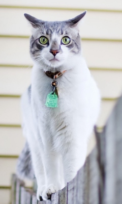 Green-Eyed Cat On Fence wallpaper 240x400