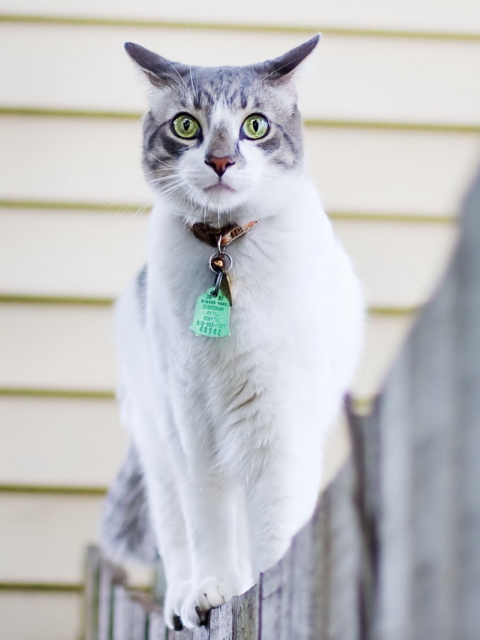 Sfondi Green-Eyed Cat On Fence 480x640