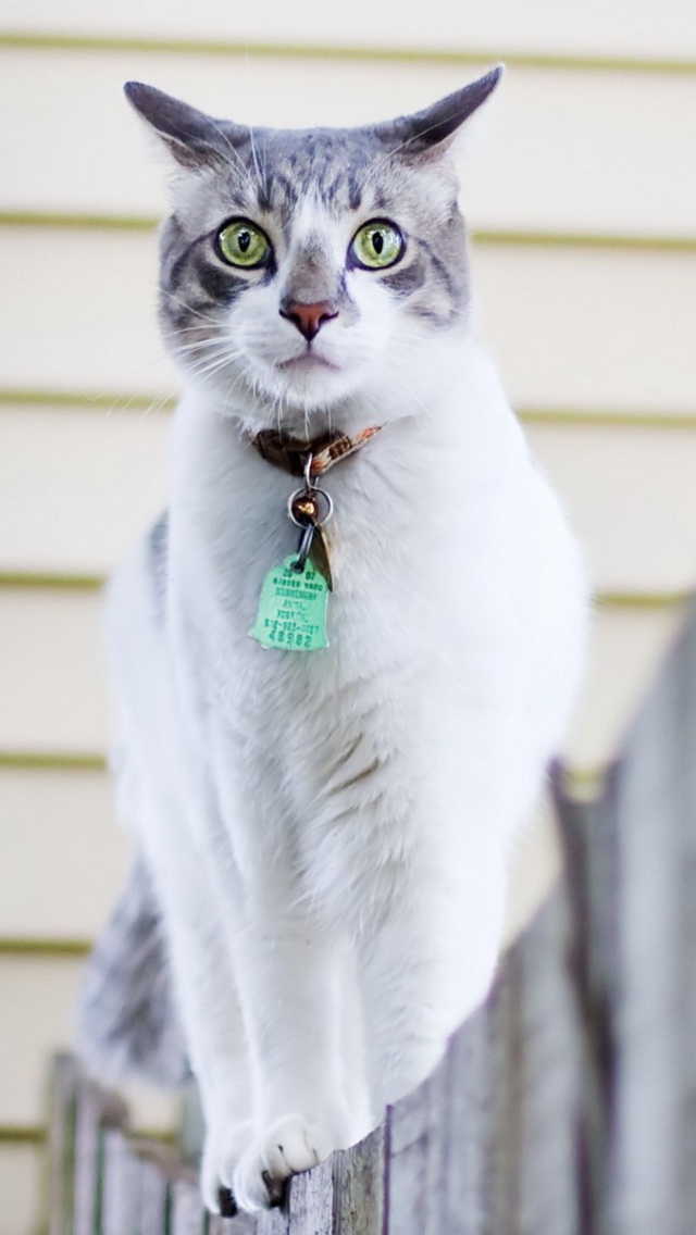 Sfondi Green-Eyed Cat On Fence 640x1136