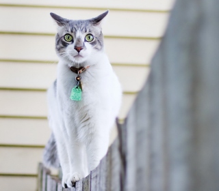 Kostenloses Green-Eyed Cat On Fence Wallpaper für iPad 3