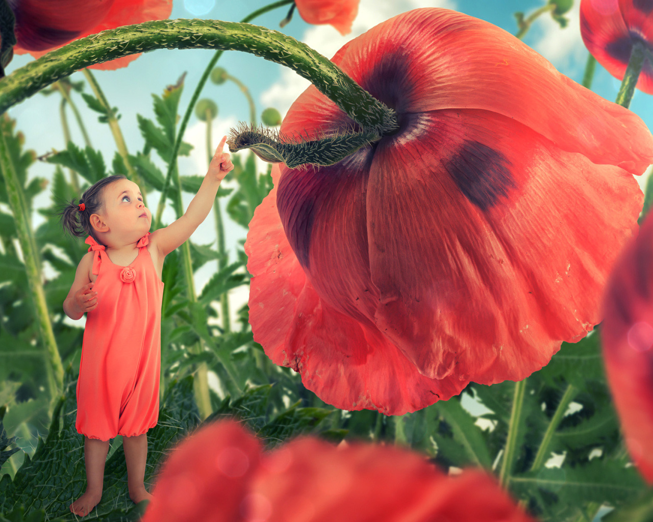 Das Little kid on poppy flower Wallpaper 1280x1024