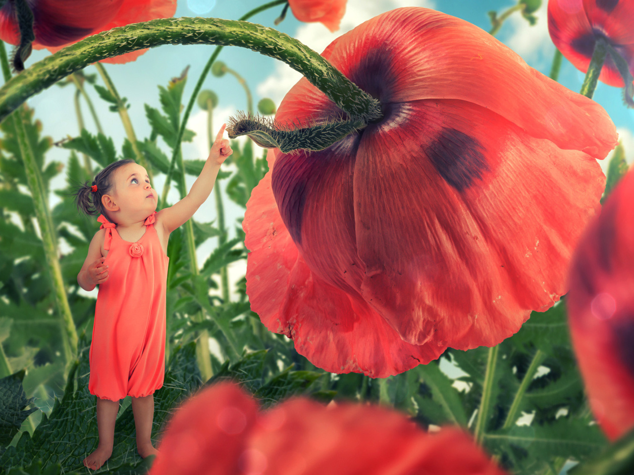 Little kid on poppy flower wallpaper 1280x960