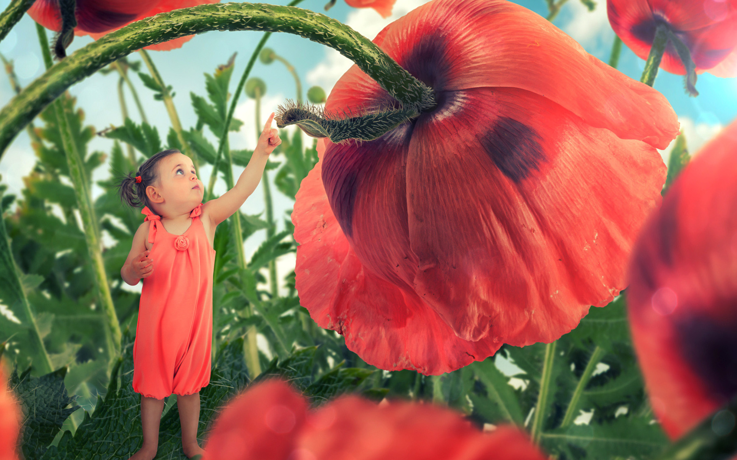 Little kid on poppy flower wallpaper 2560x1600