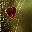 Sfondi Heart In Spider Web 128x128