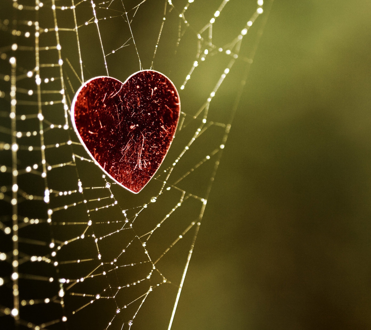 Sfondi Heart In Spider Web 1440x1280