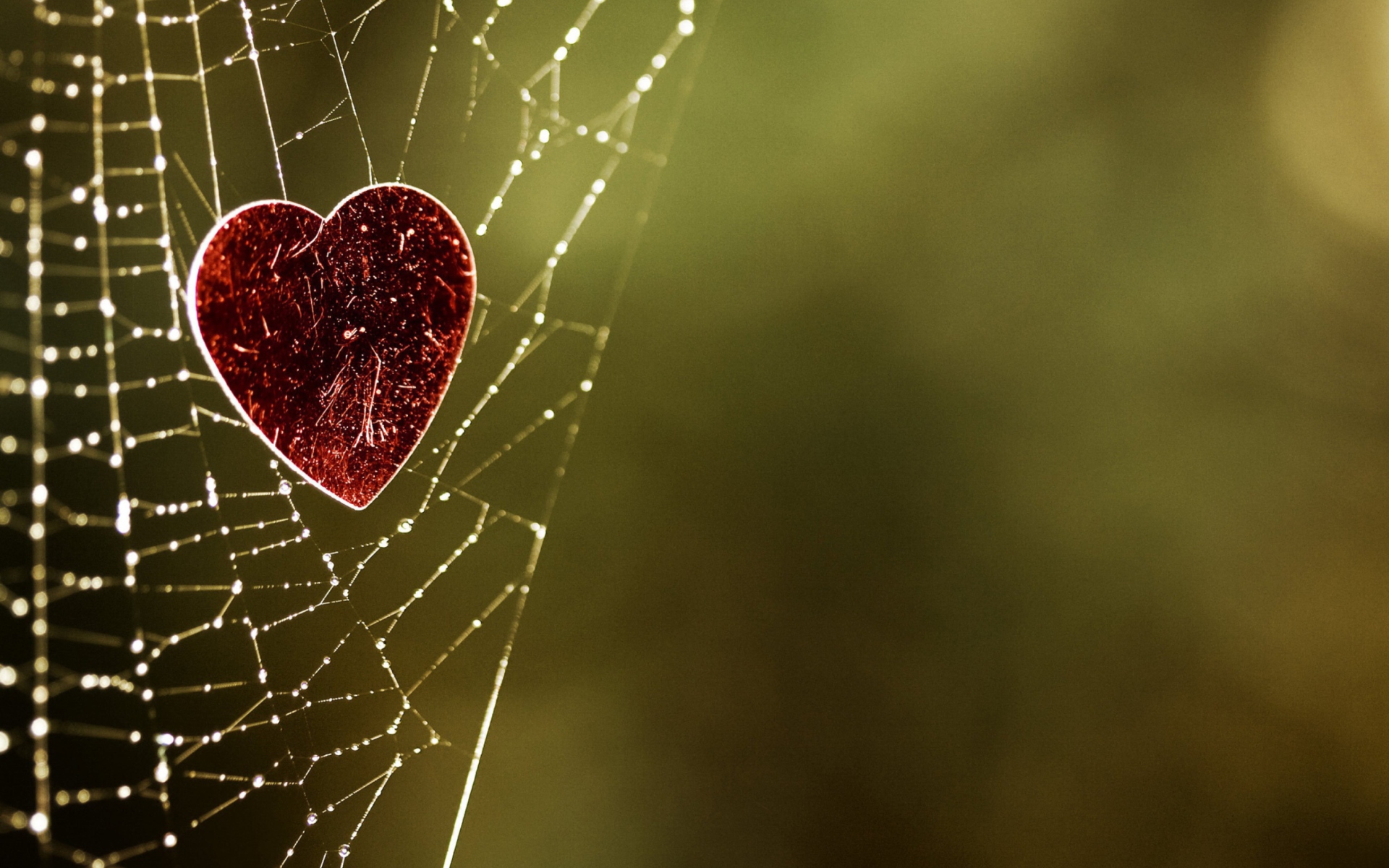 Sfondi Heart In Spider Web 1920x1200