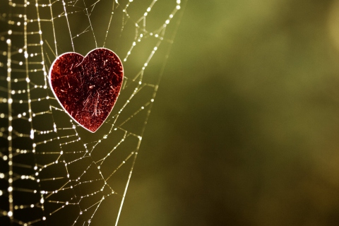 Sfondi Heart In Spider Web 480x320