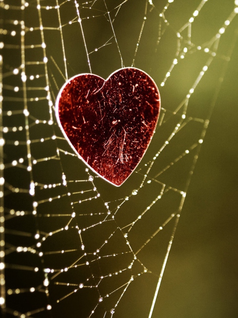 Fondo de pantalla Heart In Spider Web 480x640