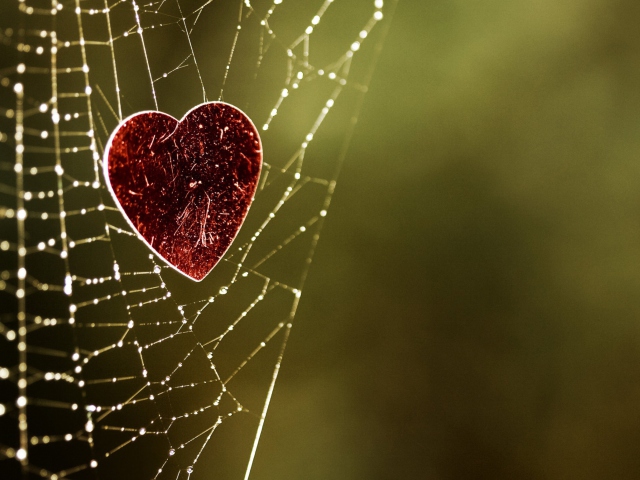 Sfondi Heart In Spider Web 640x480