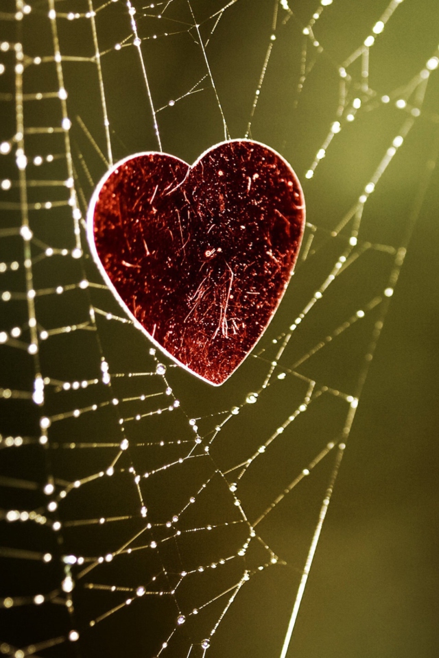 Das Heart In Spider Web Wallpaper 640x960