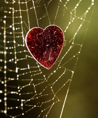 Kostenloses Heart In Spider Web Wallpaper für Nokia Lumia 1520