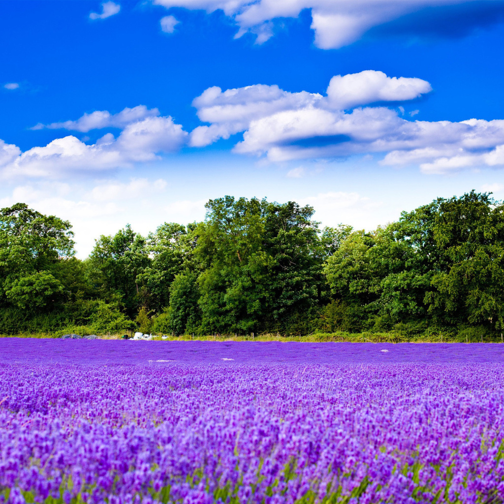 Purple lavender field wallpaper 1024x1024