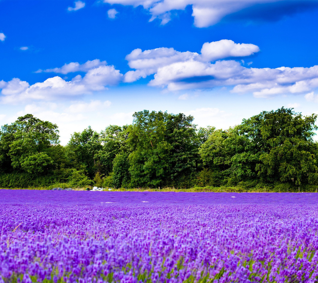 Das Purple lavender field Wallpaper 1080x960