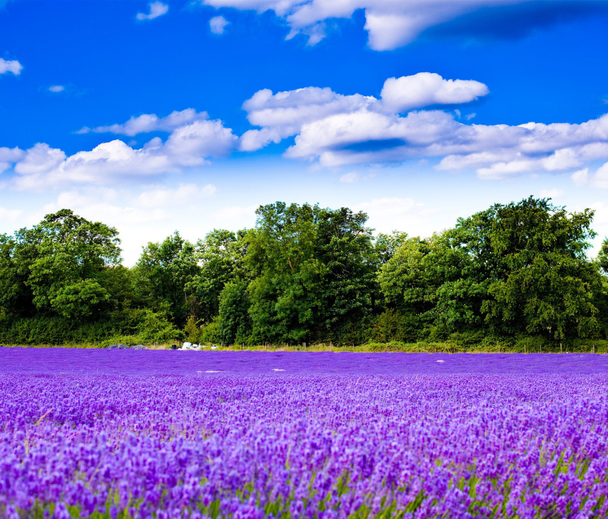 Purple lavender field wallpaper 1200x1024