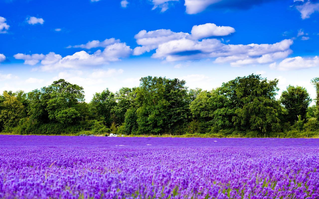 Обои Purple lavender field 1280x800