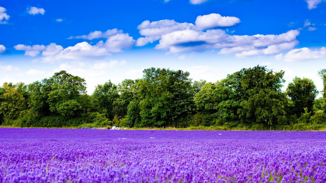 Purple lavender field wallpaper 1366x768