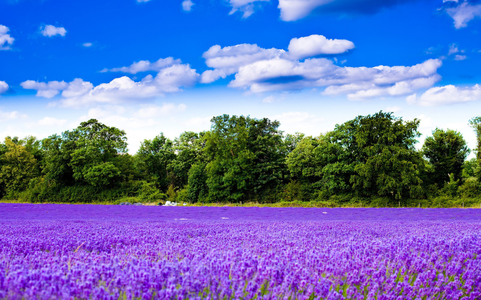 Purple lavender field wallpaper 1680x1050