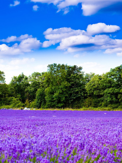 Purple lavender field wallpaper 240x320
