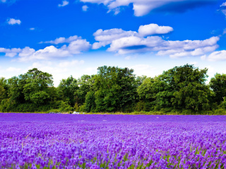 Purple lavender field wallpaper 320x240