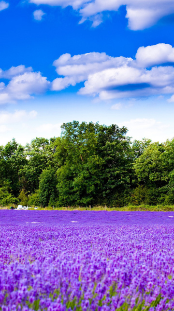 Purple lavender field wallpaper 360x640