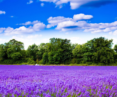 Обои Purple lavender field 480x400