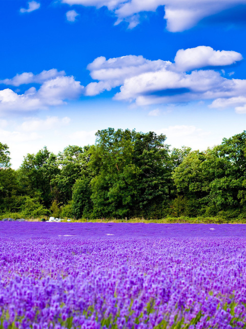 Purple lavender field wallpaper 480x640