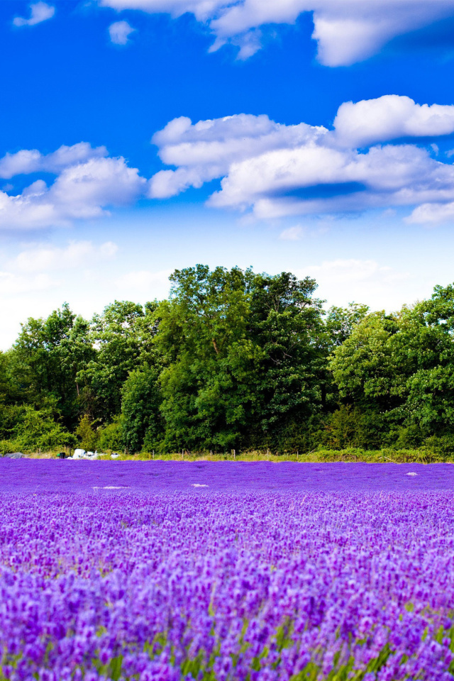 Das Purple lavender field Wallpaper 640x960