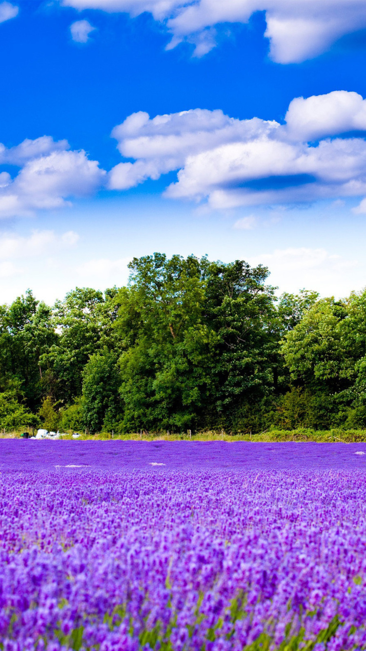 Screenshot №1 pro téma Purple lavender field 750x1334