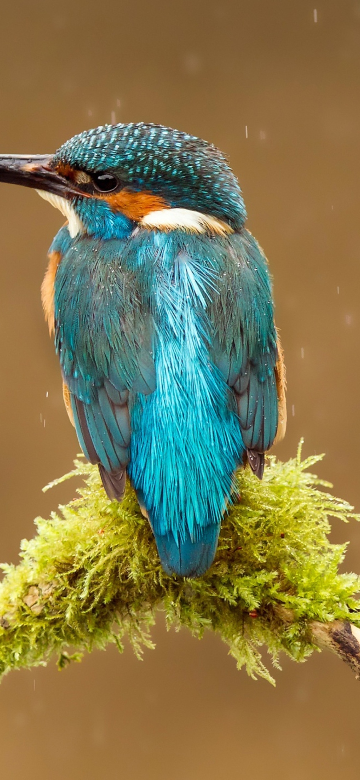 Das Blue Kingfisher Bird Wallpaper 1170x2532