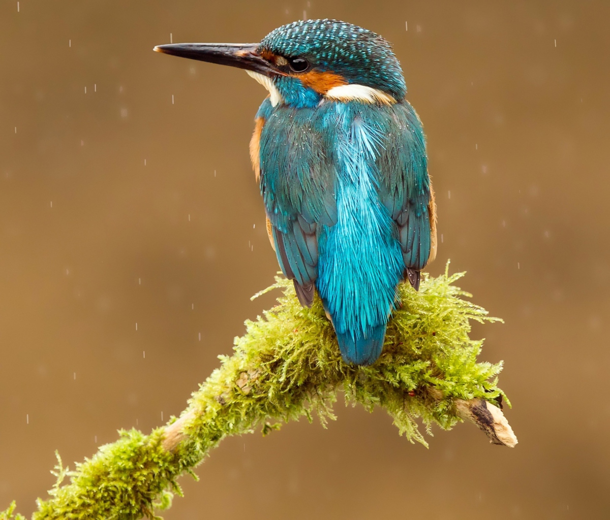 Blue Kingfisher Bird screenshot #1 1200x1024