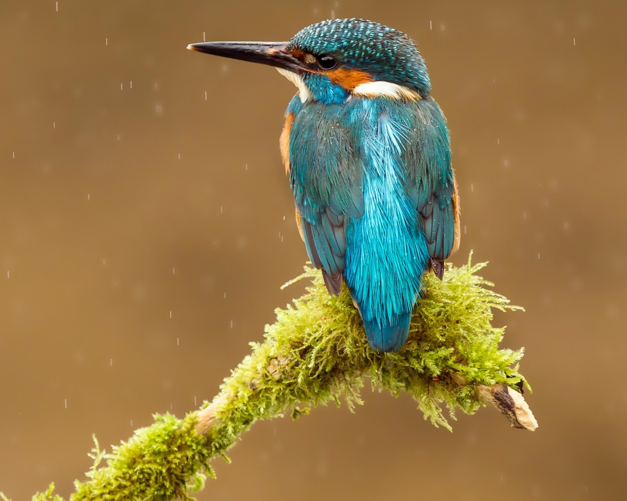 Blue Kingfisher Bird wallpaper 1280x1024