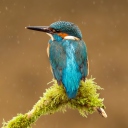 Screenshot №1 pro téma Blue Kingfisher Bird 128x128