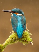 Screenshot №1 pro téma Blue Kingfisher Bird 132x176