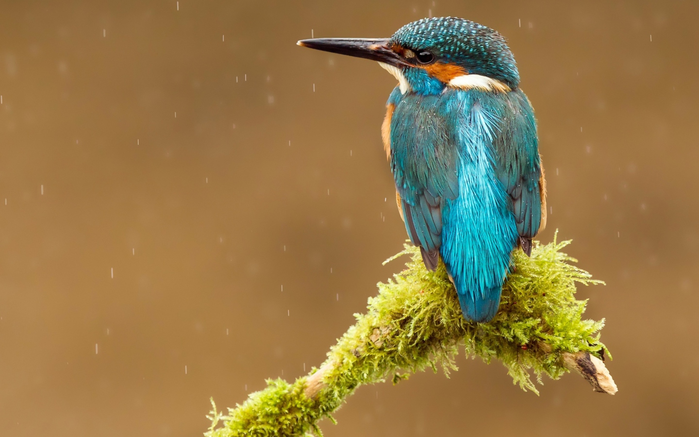 Screenshot №1 pro téma Blue Kingfisher Bird 1440x900